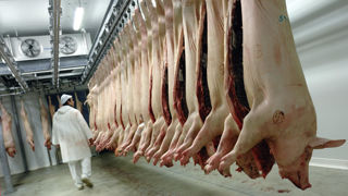 L'activité des abattoirs français de porcins a progressé de 2,6 % en nombre de têtes entre octobre 2024 et octobre 2025.
