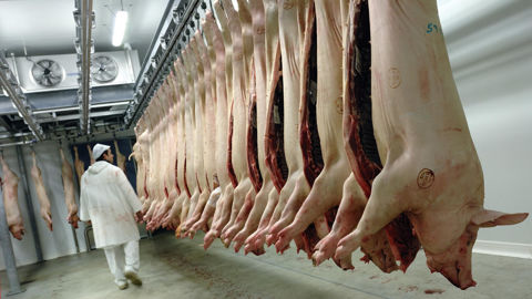 L'activité des abattoirs français de porcins a progressé de 2,6 % en nombre de têtes entre octobre 2024 et octobre 2025.