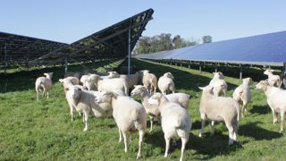 Entre 2021 et 2024 à Verneuil dans la Nièvre, un suivi de pâturage des ovins a été réalisé par la chambre d'agriculture dans un parc agrivoltaïque de 70 hectares.