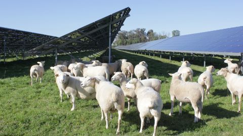 Entre 2021 et 2024 à Verneuil dans la Nièvre, un suivi de pâturage des ovins a été réalisé par la chambre d'agriculture dans un parc agrivoltaïque de 70 hectares.