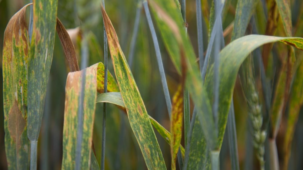 Essai sans fongicide blé tendre