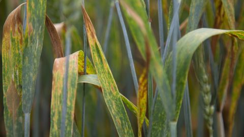 Arvalis fait le point sur sur les solutions fongicides céréales disponibles pour les agriculteurs au printemps 2026.