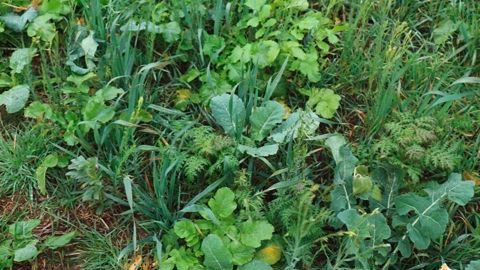 La gestion des intercultures est l'un des 7 leviers présentés par David Stéphany.