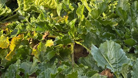 La jaunisse a amputé les rendements betteraviers sur une partie du territoire