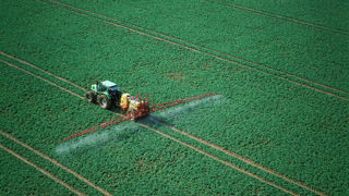 L’application de propyzamide sur colza pour lutter contre les graminées est à réaliser avant Noël.