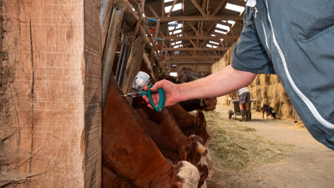 À la suite de la vaccination, l'immunité n'est optimale qu'à partir de 28 jours après injection.