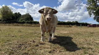 Taureau charolais en pâture