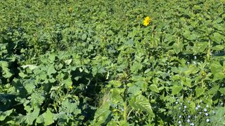 La pratique du colza associé est couverte par l'une des 120 fiches techniques du Contrat de solutions.