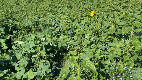 La pratique du colza associé est couverte par l'une des 120 fiches techniques du Contrat de solutions.