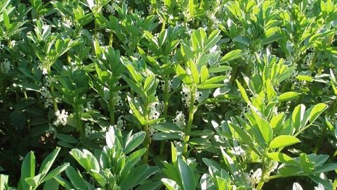 Terres Inovia partage ses résultats d'essais concernant le semis de féveroles de printemps à l'automne.