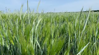 Seigle et orge ont de bonnes performance en tant que Cive d'hiver, associées ou non.