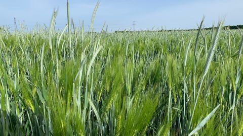 Seigle et orge ont de bonnes performance en tant que Cive d'hiver, associées ou non.