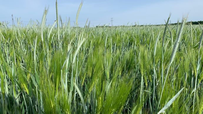 Seigle et orge ont de bonnes performance en tant que Cive d'hiver, associées ou non.