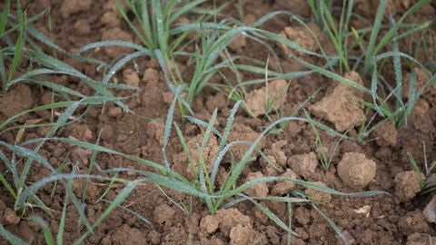 Les bulletins de santé du végétal vont entrer en pause hivernale.