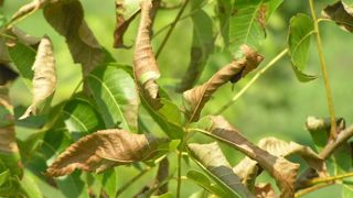 Symptômes de Xylella fastidiosa sur Carya illinoinensis (pacanier).