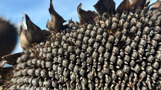 FranceAgriMer a révisé son estimation de bilan français du tournesol le 2 décembre 2025.