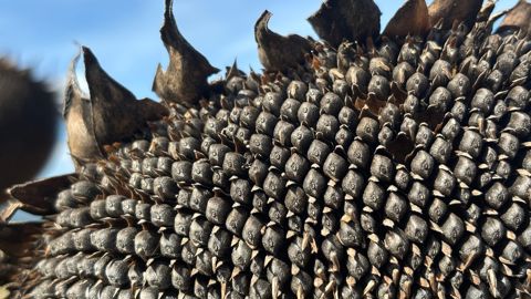 FranceAgriMer a révisé son estimation de bilan français du tournesol le 2 décembre 2025.