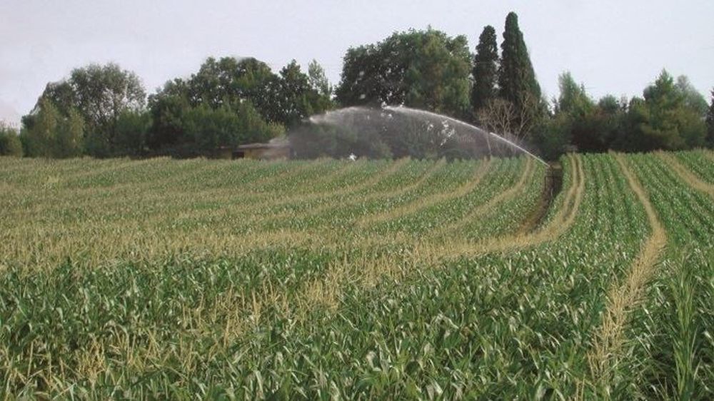 Champ de maïs semences
