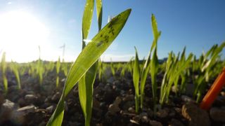 Les céréales sont sensibles aux piqûres de pucerons et cicadelles de la levée jusqu’à la montaison.