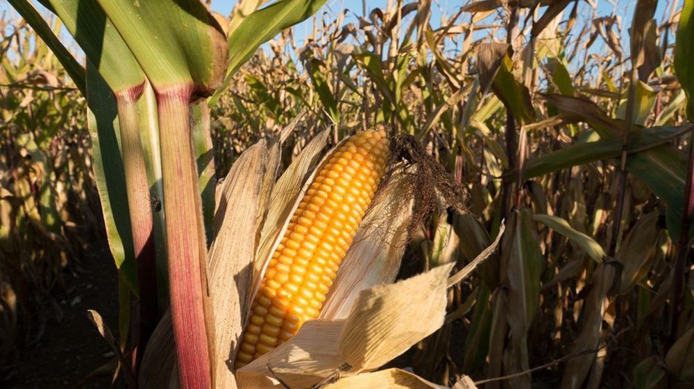Cette hausse des prévisions pour la demande en maïs américain est « optimiste », il faudra que les États-Unis « trouvent des débouchés à l'export » importants, estime Gautier Le Molgat, PDG d'Argus Media France.