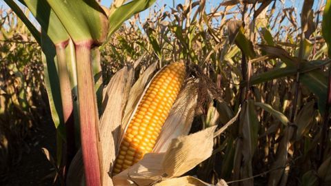 Cette hausse des prévisions pour la demande en maïs américain est « optimiste », il faudra que les États-Unis « trouvent des débouchés à l'export » importants, estime Gautier Le Molgat, PDG d'Argus Media France.