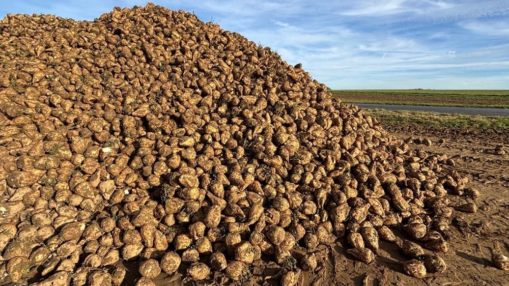 L'avenir de la betterave sucrière dépendra également de la capacité de l'Europe à protéger ses producteurs.