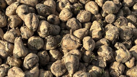 Les émission de gaz à effet de serre liées aux matières premières agricoles transformées par Cristal Union représentent 64 % du total des émissions du groupe.