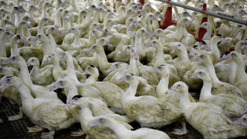 Dix-huit nouveaux foyers de grippe aviaire ont été confirmés dans les élevages français sur la première semaine de décembre 2025, selon l'ESA.