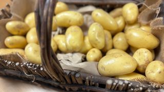 L’étude a permis de calculer le bilan carbone initial de la filière qui s’élève à 294 kg de CO₂ équivalent par tonne de pommes de terre.