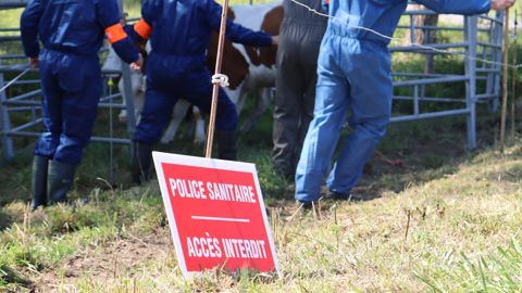 La FNSEA considère que le dépeuplement des troupeaux infectés par la DNC relève du sacrifice pour le collectif.