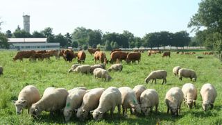 Les structures mixtes ont mieux maintenu leur cheptel bovin que les spécialisées entre 2014 et 2022.