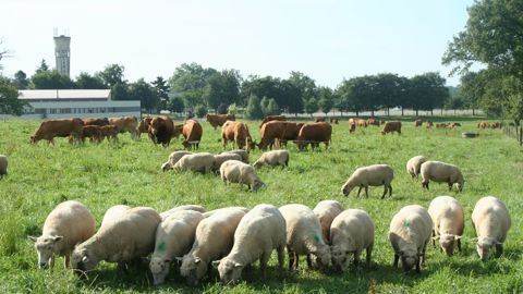 Les structures mixtes ont mieux maintenu leur cheptel bovin que les spécialisées entre 2014 et 2022.