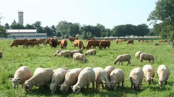 Les structures mixtes ont mieux maintenu leur cheptel bovin que les spécialisées entre 2014 et 2022.