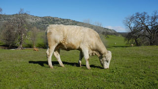 Entre 2014 et 2021, la valeur du cheptel en bovins à viande dans l'étude de l'Idele est passée de 267 500 euros à 284 300 euros.