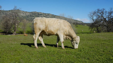 Entre 2014 et 2021, la valeur du cheptel en bovins à viande dans l'étude de l'Idele est passée de 267 500 euros à 284 300 euros.