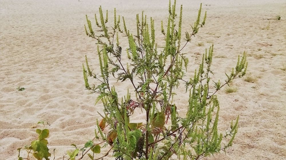 Plantes envahissantes : un défi croissant