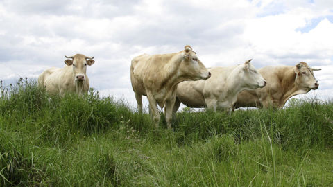Le nouveau cas de dermatose nodulaire contagieuse détecté dans l'Aude est le 113e cas recensé en France par le ministère de l'Agriculture depuis la mi-juin 2025 (photo d'illustration).
