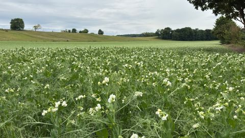 Le projet de recherche Pea4Ever « apportera un saut de performance et de régularité pour les producteurs dans un pas de temps de 7 ou 8 ans, au lieu des 10 à 15 ans habituels pour l’amélioration variétale »,selon Benjamin Lammert, président de l’interprofession Terres Univia et de la Fop.
