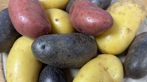 La production de pommes de terre française de conservation atteindrait 8,6 millions de tonnes en 2025.