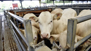 Les prix en production animale sont tirés par la hausse des prix sur les gros bovins (+25,4 %) pour 2025.