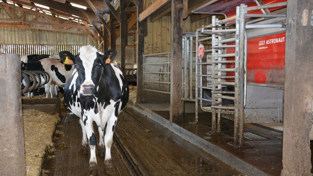 vache prim holstein en stabulation avec robot de traite