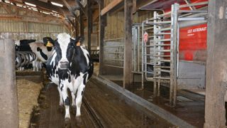 vache prim holstein en stabulation avec robot de traite