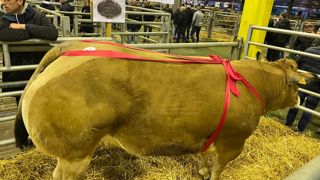 Championne au concours de Cholet, une parthenaise de 620 kg.