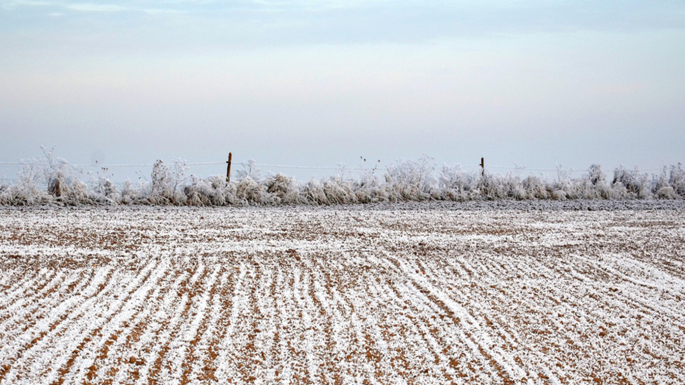 Champ couvert d'une fine pellicule de neige.