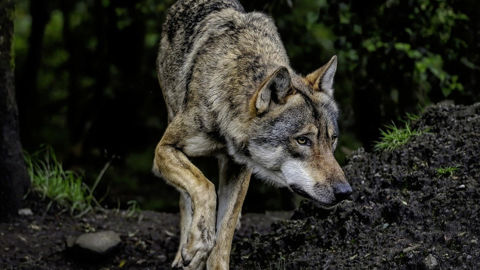 Le gouvernement allemand a entériné une loi facilitant l’abattage des loups.