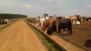 L'accord commercial avec les pays du Mercosur prévoit l'importation de 99 000 tonnes de viande bovine assujetties à un droit de douane plus faible.