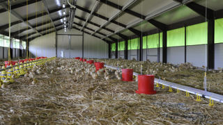 La Commission propose de revenir sur l'accès continu au plein air des volailles.