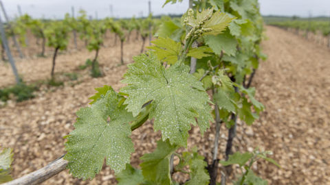 En 2025, le nombre de traitements est redescendu à sept, ce qui a contribué à faire reculer l’investissement moyen de 338 €/ha à 247 €/ha.