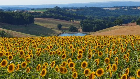 La pression mildiou de la campagne 2025 est en augmentation par rapport à l’année précédente.