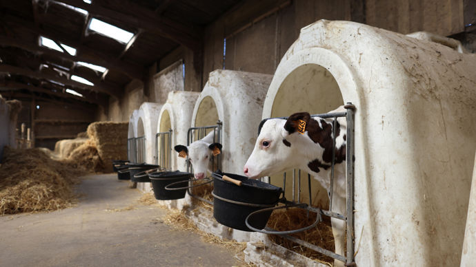 « Les diarrhées des veaux ne sont pas toujours liées à la qualité du lait mais plutôt à un manque d’eau. Au sevrage, le veau boit 4 litres d’eau par jour. L’accès à l’eau doit être surveillé dès la naissance car plus le veau boit d’eau, plus il boira de lait et meilleur sera son GMQ », rappelle Bruno Dalez, vétérinaire et membre de la commission vaches laitières SNGTV.